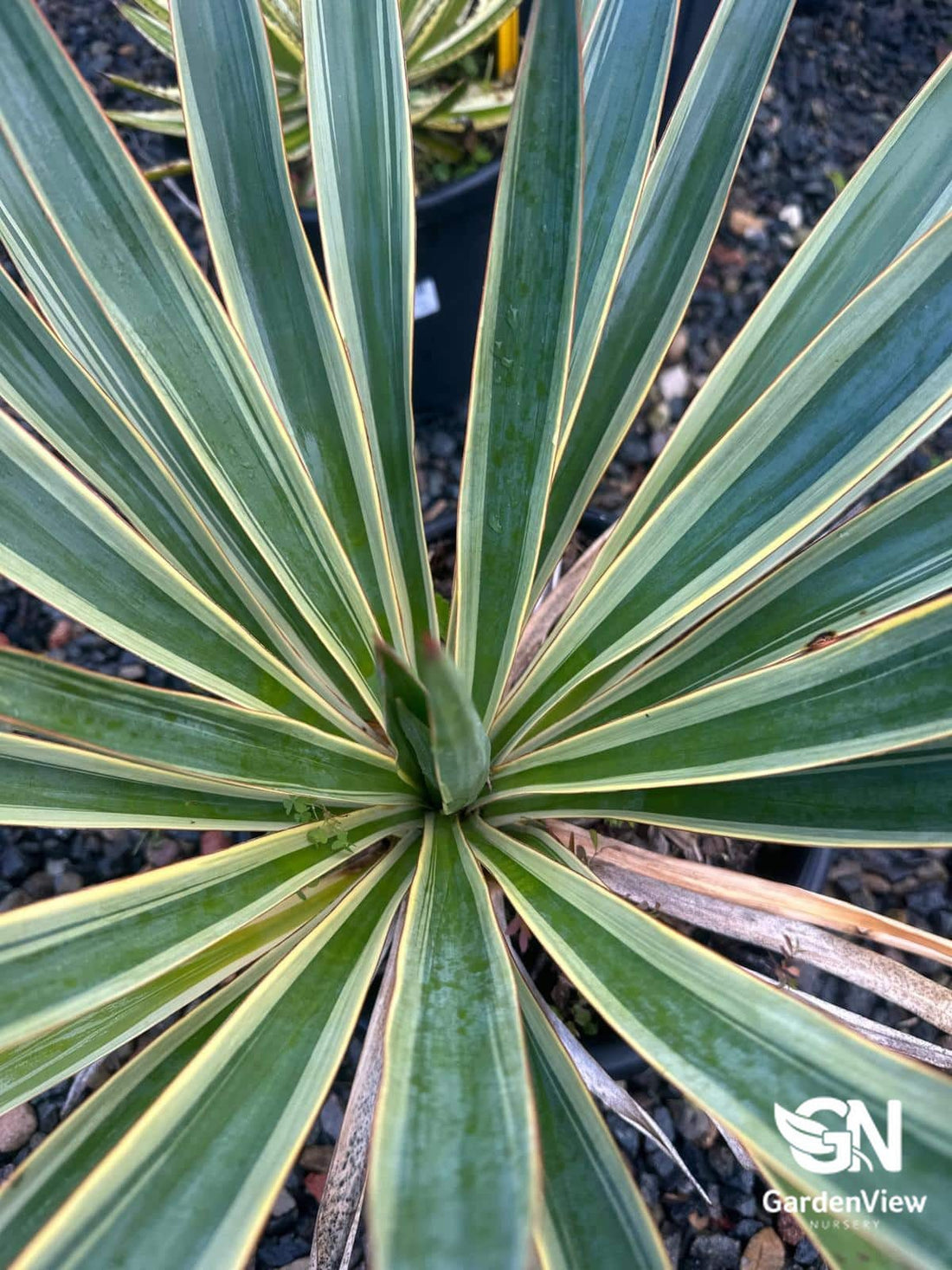 Yucca Gloriosa Carnival - Shrubs & Trees - Garden View Nursery