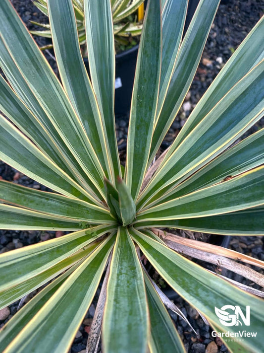 Yucca Gloriosa Carnival - Shrubs & Trees - Garden View Nursery