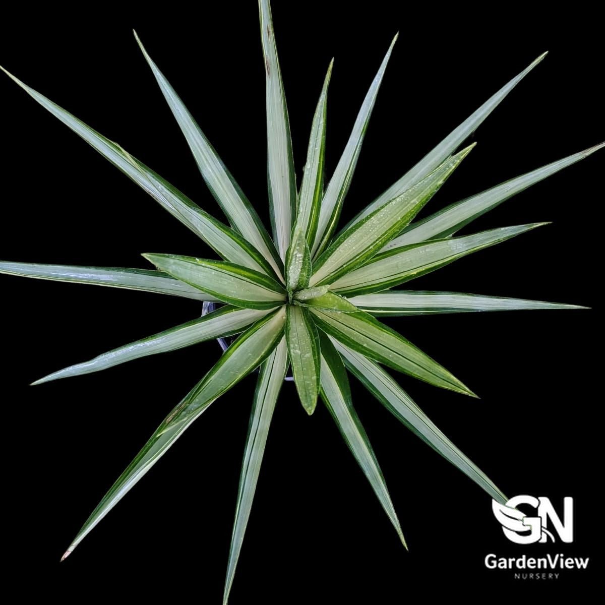 Yucca Silver Star - Succulents - Garden View Nursery