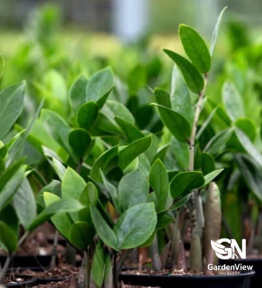 Zamioculcas Dwarf Black - Indoor Plants - Garden View Nursery