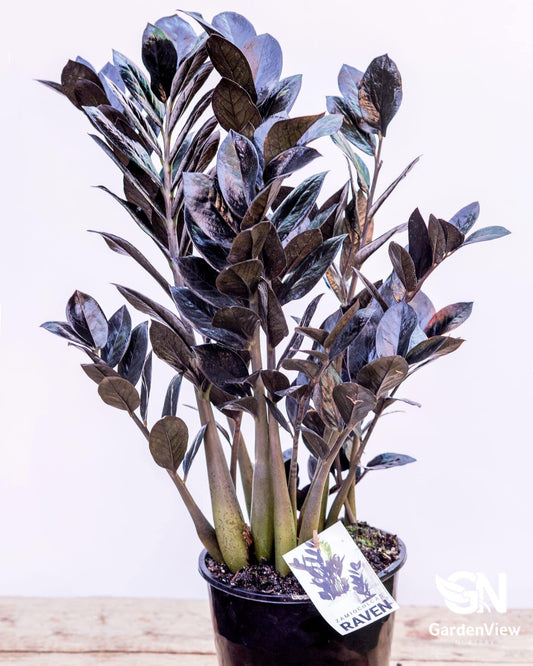 Zamioculcas Raven (Black Zz Plant) - Indoor Plants - Garden View Nursery