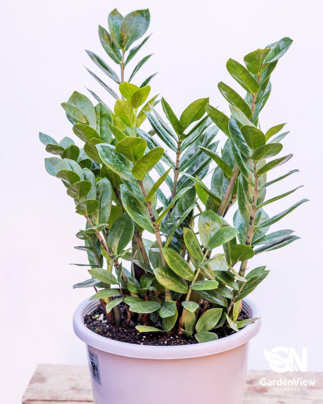Zamioculcas Zamiifolia - Indoor Plants - Garden View Nursery