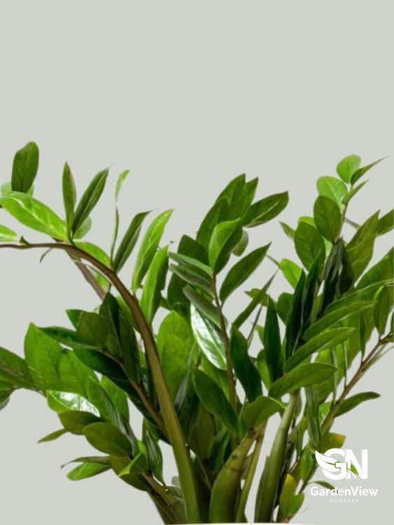 Zamioculcas Zenzi (Dwarf Zanzibar Gem) - Indoor Plants - Garden View Nursery