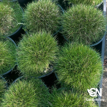 Zoysia Tenuifolia - Climbers & Ground Covers - Garden View Nursery