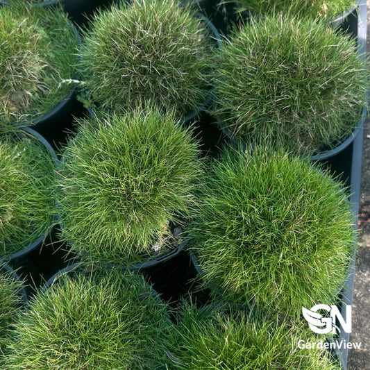 Zoysia Tenuifolia - Climbers & Ground Covers - Garden View Nursery