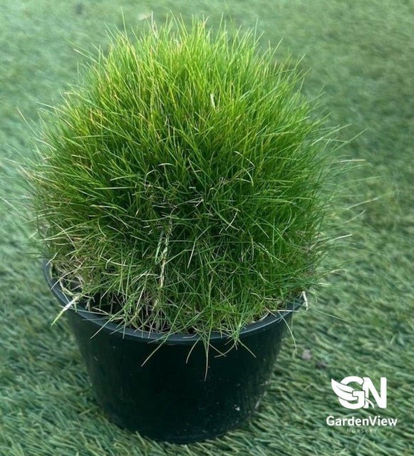 Zoysia Tenuifolia - Climbers & Ground Covers - Garden View Nursery