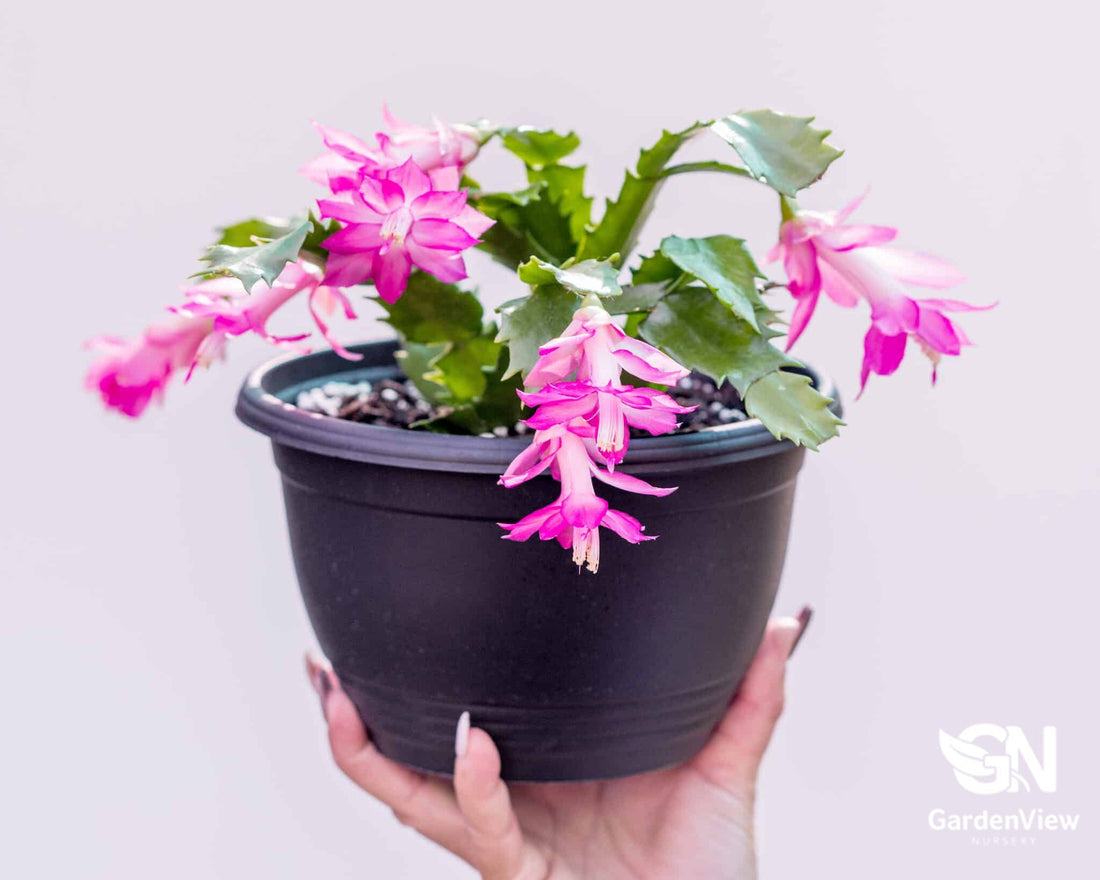Zygo Cactus - Cactus & Succulents - Garden View Nursery