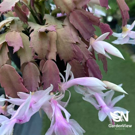 Zygocactus - Cactus & Succulents - Garden View Nursery