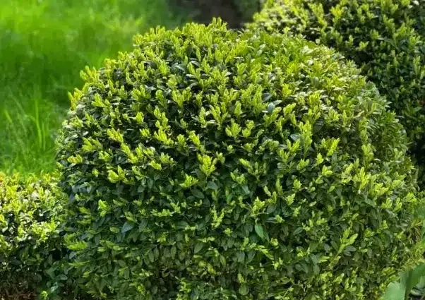 Shrubs - Gardenview Nursery