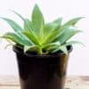 AGAVE-ATTENUATA_GardenView_Nursery
