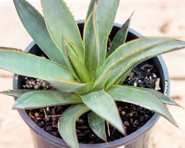 Gardenview plant nursery agave blue glow_gardenview_nursery