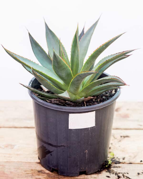 Gardenview plant nursery agave blue glow_gardenview_nursery