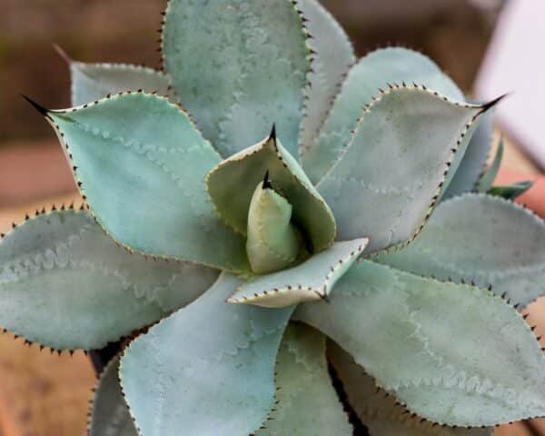 Gardenview plant nursery agave perry_gardenview_nursery