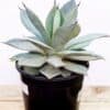 AGAVE PERRY_GardenView_Nursery