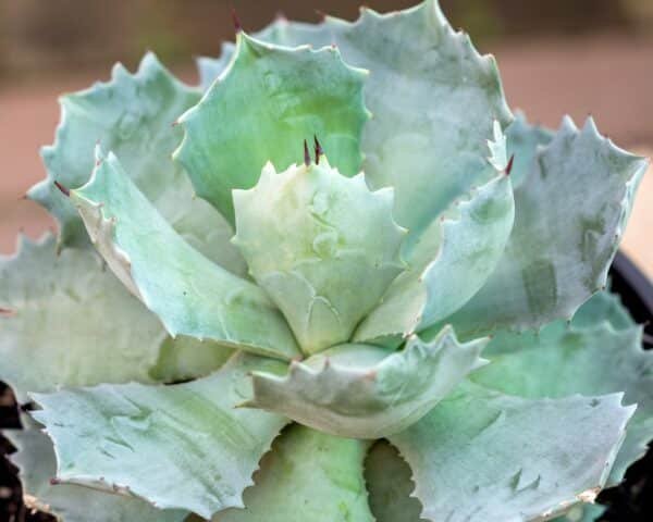 Gardenview plant nursery agave-potatorum_gardenview_nursery