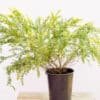 Acacia-Howitii_GardenView-Nursery