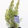 Adenanthos-Nana-Platinum_GardenView-Nursery