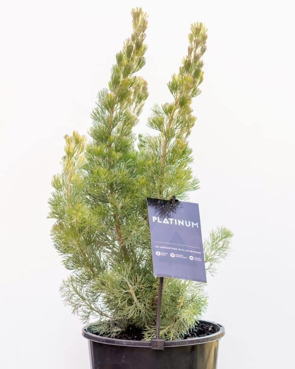 Gardenview plant nursery adenanthos-nana-platinum_gardenview-nursery