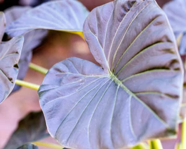 Alocasia-Regal-Shield_GardenView_Nursery