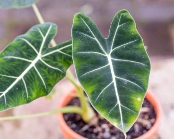 Gardenview plant nursery alocasia-zabrina_gardenview_nursery