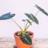 Alocasia-Zabrina_GardenView_Nursery