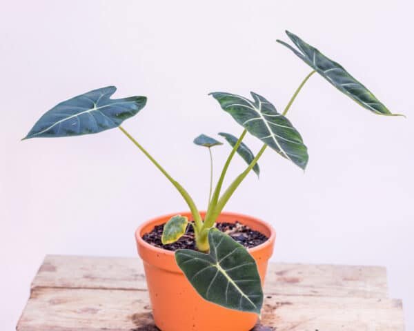 Gardenview plant nursery alocasia-zabrina_gardenview_nursery