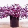 Alternanthera Lil Ruby GardenView Nursery - GardenView Plant Nursery