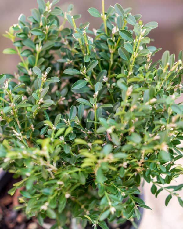 Gardenview plant nursery buxus-microfilla_gardenview-nursery