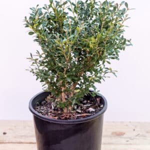 Gardenview plant nursery buxus-microfilla_gardenview-nursery