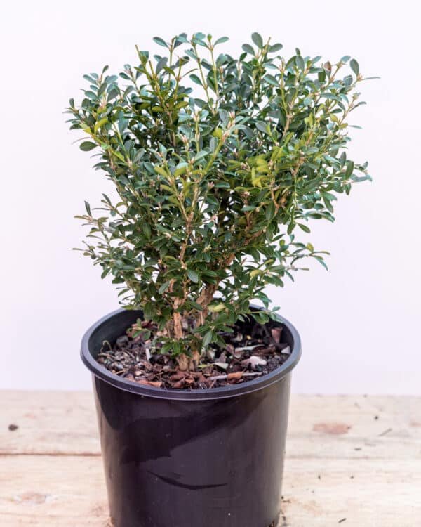 Gardenview plant nursery buxus-microfilla_gardenview-nursery