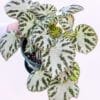 Begonia-Silver-Jewels_GardenView_Nursery