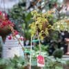 Bougainvillea-Gloucester-Royal_GardenView-Nursery