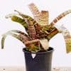 Bromeliad Viresa_GardenView-Nursery