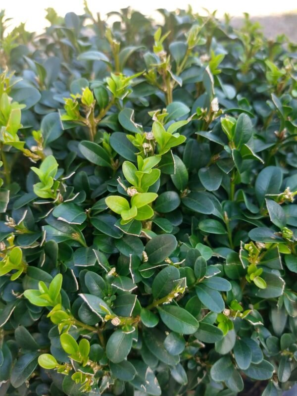 Gardenview plant nursery buxus-korean-ball_gardenview-nursery