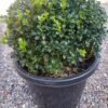 Buxus-Korean-Ball_GardenView-Nursery