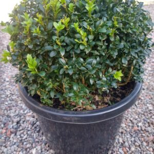 Gardenview plant nursery buxus-korean-ball_gardenview-nursery