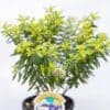 CUPHEA-MAUVE_GardenView-Nursery