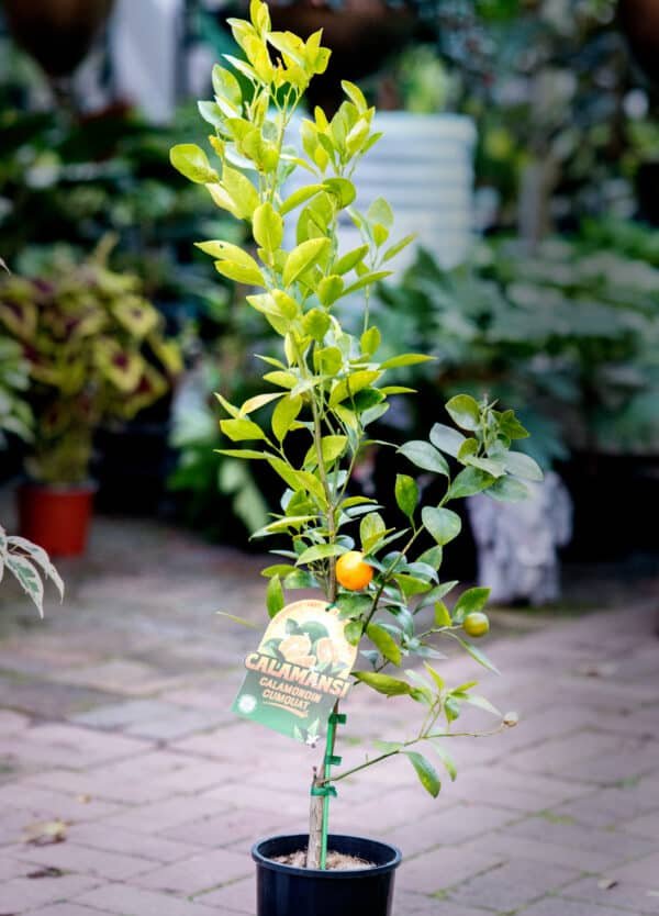 Gardenview plant nursery calamondin_gardenview_nursery