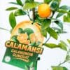Calamondin_GardenView_Nursery