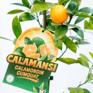 Calamondin_GardenView_Nursery