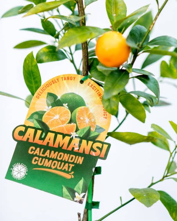 Gardenview plant nursery calamondin_gardenview_nursery