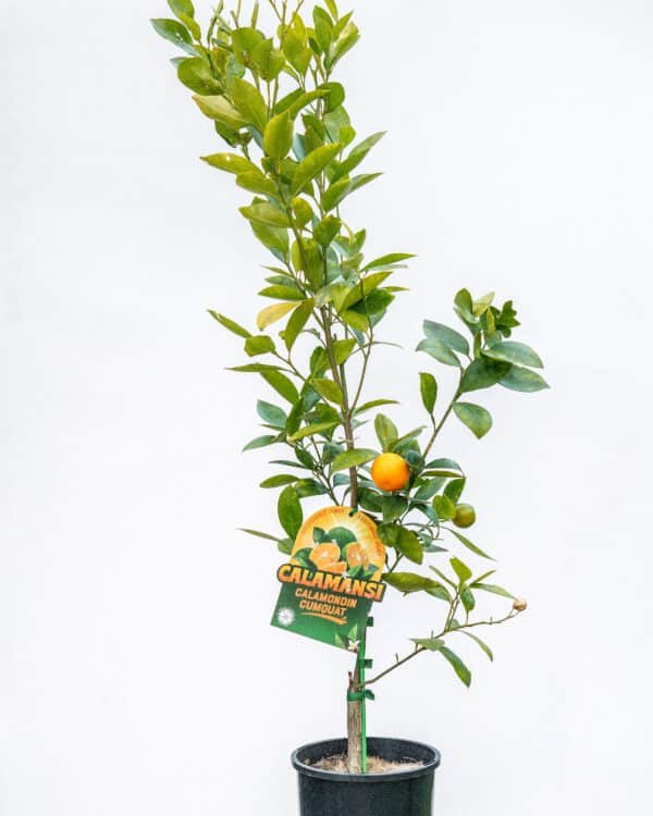 Gardenview plant nursery calamondin_gardenview_nursery