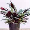 Calathea-Insignis_GardenView_Nursery