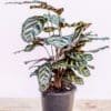 Calathea-Makoyana_GardenView_Nursery