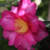 Camelia Sasanqua Hiryu - GardenView Plant Nursery