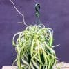 Chlorophytum-Spider-Plant_GardenView-Nursery