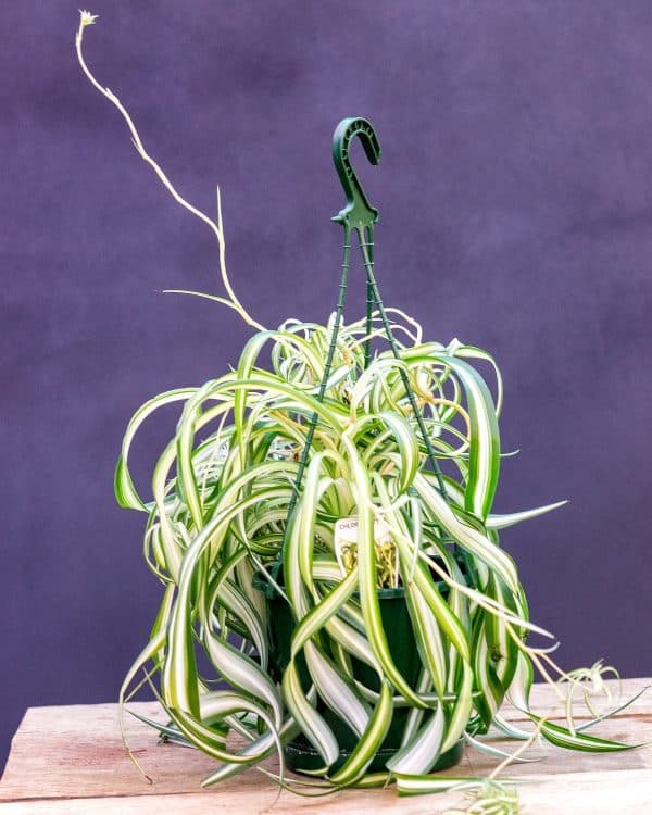 Gardenview plant nursery chlorophytum-spider-plant_gardenview-nursery