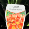 Clivia Belgium Hybrid - GardenView Plant Nursery