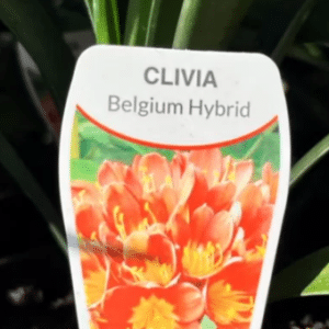 Clivia Belgium Hybrid