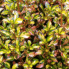 Coprosma Evening Glow - GardenView Plant Nursery